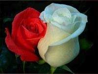 Ким Притекел - Никаких поцелуев